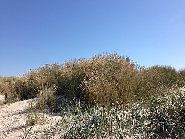 Ferienhaus in Renesse - Dünenlandschaft