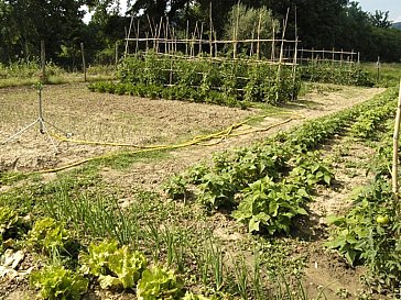 Ferienwohnung in Tuoro sul Trasimeno - Gemüsegarten