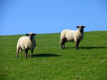 Ferienwohnung in Friedrichskoog-Spitze - Die Deichbewohner