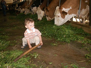 Ferienwohnung in Seeham - Vom frischen Gras gibt es gute Biomilch
