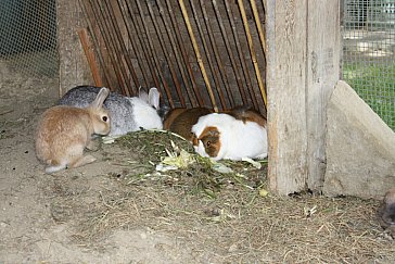 Ferienwohnung in Natz-Schabs - Streichelzoo mit Kaninchen