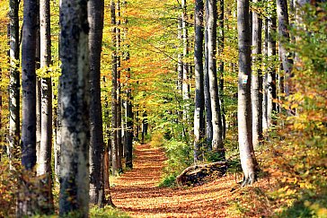 Ferienwohnung in Kirchdorf im Wald - Herbstimpressionen