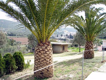 Ferienwohnung in Gonnesa - Vor dem Eingang: Urlaubsfeeling mit Palmen