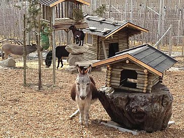 Ferienwohnung in Goldrain-Latsch - Tierpark mit Kaninchen, Mini-Eselchen, Zwergziegen