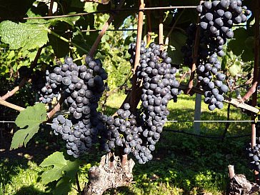 Ferienwohnung in Girlan - Unsere Weinreben