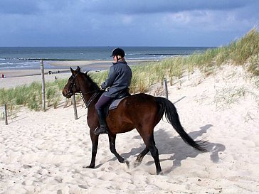 Ferienhaus in Callantsoog - Ausritt am Strand