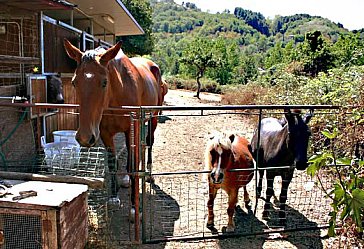 Ferienwohnung in Castel del Piano - Bild6