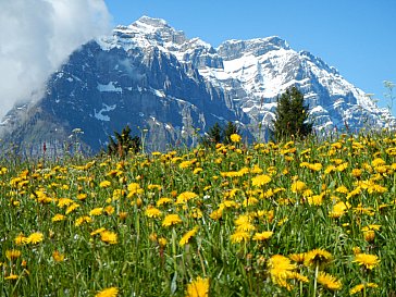 Ferienwohnung in Ennenda - Frühling