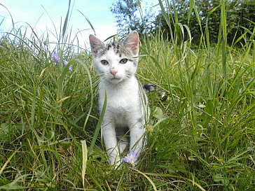 Ferienwohnung in Bad Peterstal-Griesbach - Kater Felix