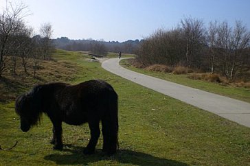 Ferienhaus in Scharendijke - Naturgebiet Boswachterij