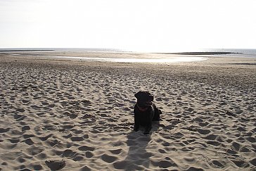 Ferienhaus in St. Maartenszee - Hunde sind kostenlos willkommen