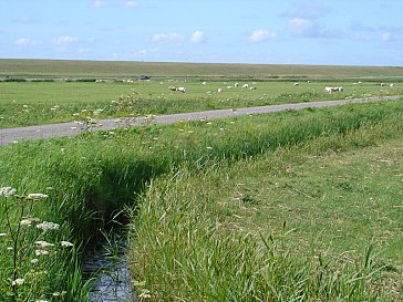 Ferienhaus in St. Maartenszee - Polderlandschaft und Fahrradwege