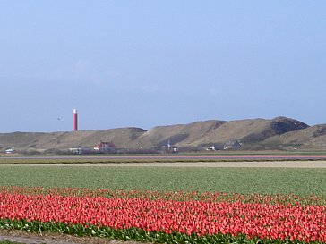 Ferienhaus in St. Maartenszee - Blumenfelder im Frühling