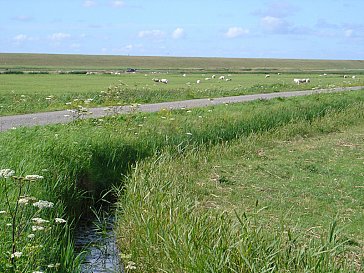 Ferienhaus in Julianadorp - Polderlandschaft