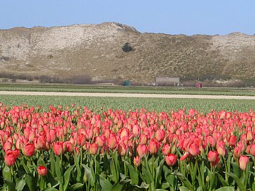 Ferienhaus in Julianadorp - Blumenfelder im Frühjahr