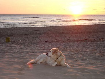 Ferienhaus in Julianadorp - Hunde sind kostenlos willkommen