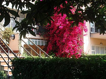 Ferienwohnung in Fiumefreddo di Sicilia - Bougainvillea bei der Wohnung