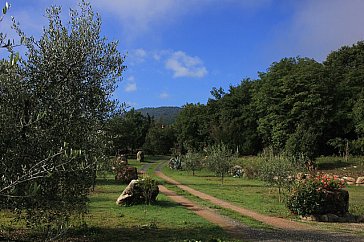 Ferienhaus in Chianni - Bild15