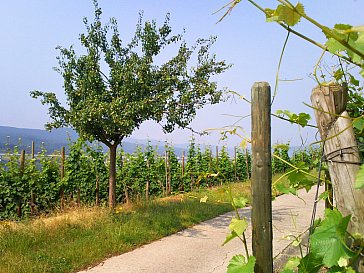 Ferienwohnung in Bad Neuenahr-Ahrweiler - Rotweinwanderweg im Ahrtal