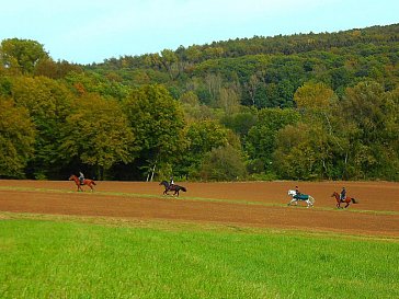 Ferienwohnung in Bad Neuenahr-Ahrweiler - Reitausflug an der Burgruine Landskrone