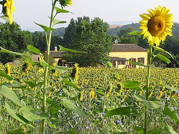 Ferienwohnung in Bibbona - Podere Santa Maria