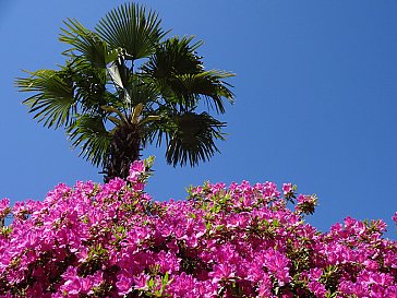 Ferienwohnung in Minusio - Paradiso di vacanze