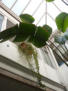 Ferienwohnung in Jerez de la Frontera - Im Andalusischen Patio