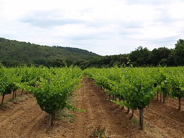 Ferienwohnung in Pégomas - Geniessen Sie den Côte de Provence Rosewein