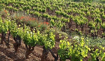 Ferienwohnung in Biot - Kosten Sie die Côte de Provence Weine