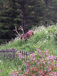 Ferienhaus in Bergün - Gelegentliche Besucher