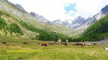 Ferienwohnung in Naturns - Pfossental