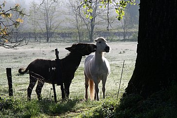 Ferienhaus in Saint Didier sous Aubenas - Zwei Unzertrennliche, neben vielen anderen Tieren