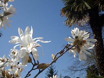 Ferienwohnung in Agno - Frühling