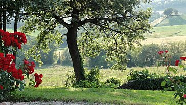 Ferienwohnung in Arcevia-San Pietro - Blick Rosa nel Pozzo