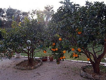 Ferienwohnung in Antibes Juan les Pins - Garten mit Orangen, Zitronen und Barbecue