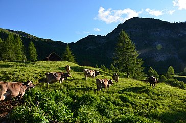 Ferienwohnung in Cimalmotto - Kühe in der Morgensonne