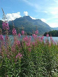 Ferienwohnung in Sils-Maria - Silsersee im Sommer