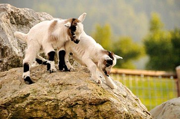 Ferienwohnung in Fieberbrunn - Tiere auf dem Hof