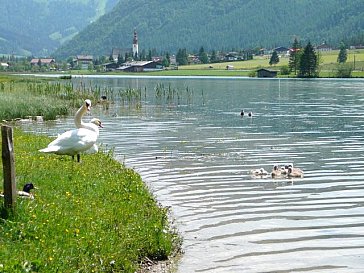 Ferienwohnung in St. Ulrich am Pillersee - Schwäne am Pillersee