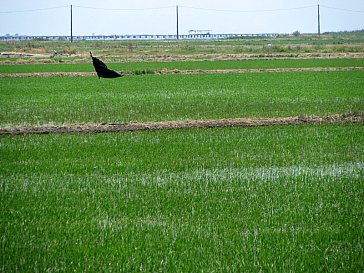 Ferienhaus in Ametlla de Mar - Ebro Delta