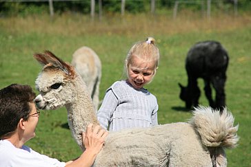 Ferienhaus in Västra Torup - Besuch bei den Alpakas