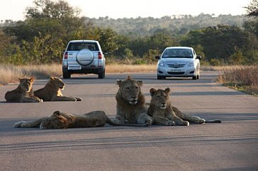 Ferienhaus in Hazyview - Kruger National Park