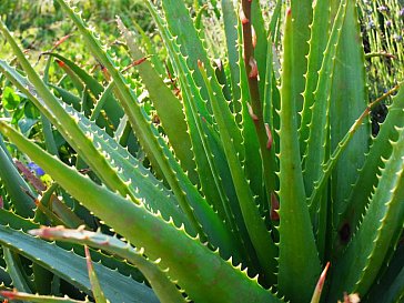 Ferienhaus in Noto - Fresh aloe vera from your garden