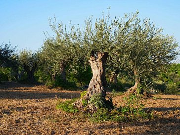 Ferienhaus in Noto - Extravirgin olive oil from our property