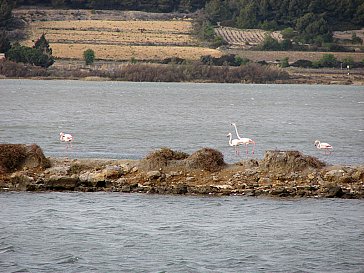 Ferienhaus in Gruissan - Flamingos im Etang