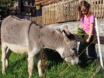 Ferienwohnung in Grächen - Tiere in der Nachbarschaft