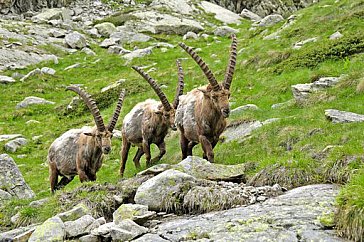 Ferienwohnung in St. Moritz - Augenweiden des Engadins