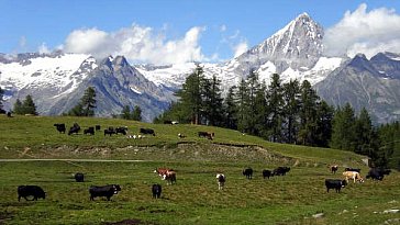 Ferienwohnung in Eischoll - Super Bergblick