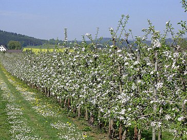 Ferienwohnung in Owingen - Baumblüte