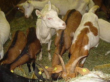 Ferienwohnung in Bürserberg - Ziegen